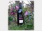 2003 Aruca Rosso IgT 