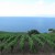 2010 Malvasia delle Lipari Passito DOC 0,500 liter